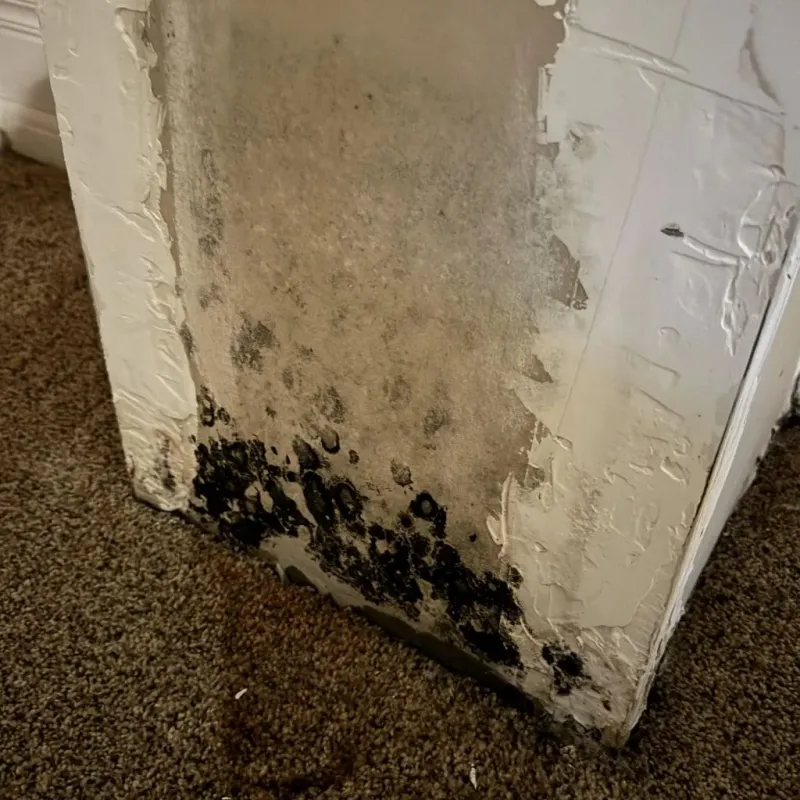 Professional Mold Removal in Buxton, ME
